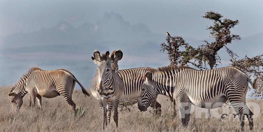 African Safari - Kenya