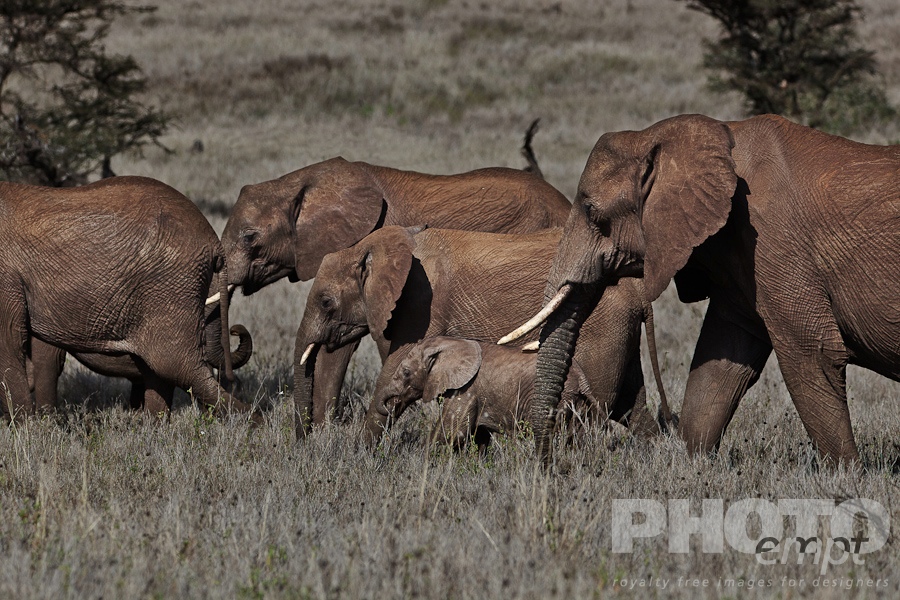 African Safari - Kenya