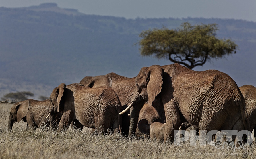 African Safari - Kenya