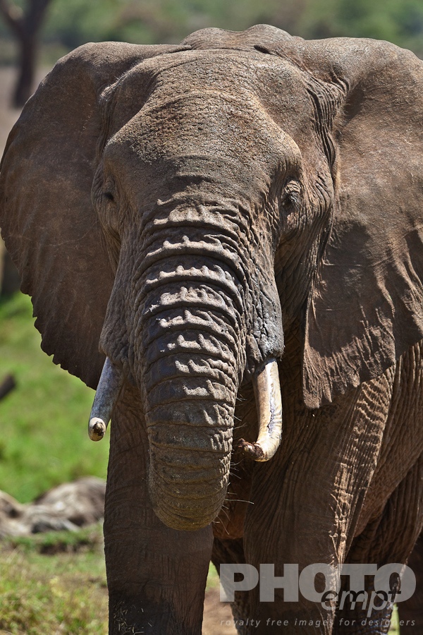African Safari - Kenya