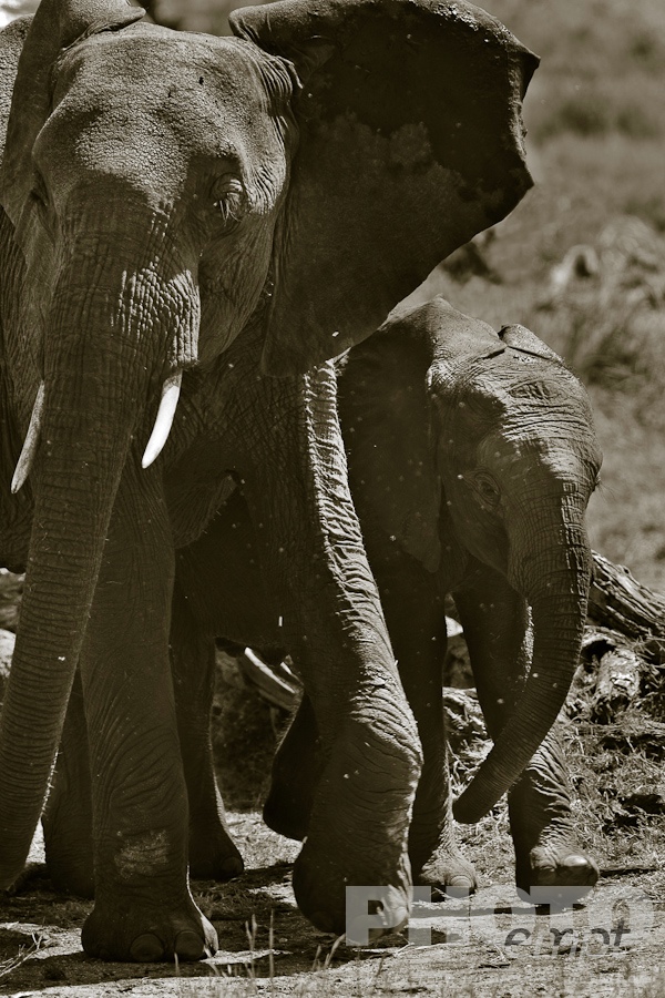 African Safari - Kenya