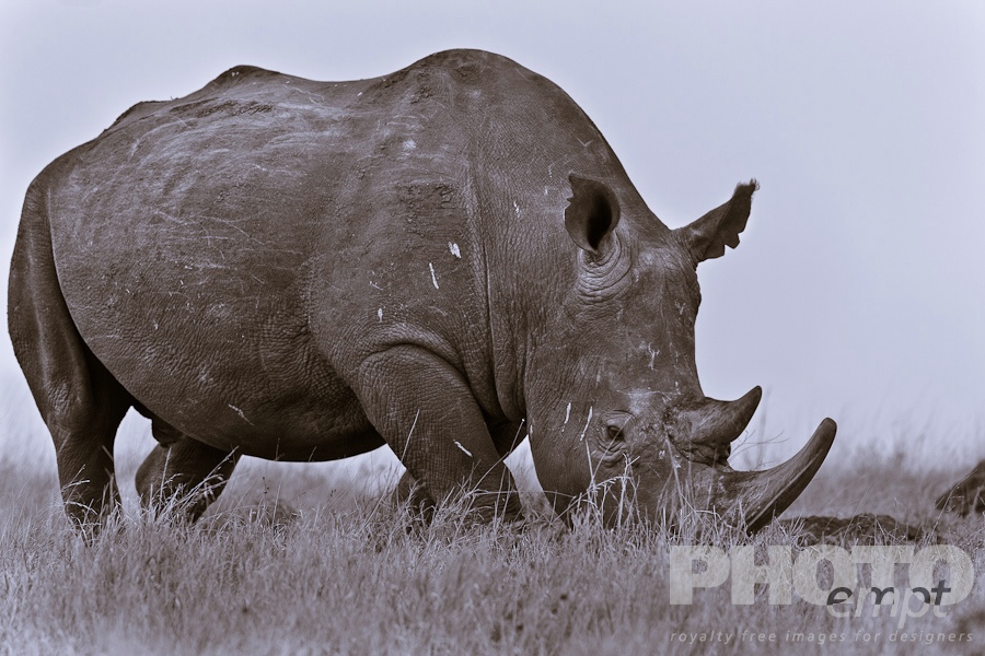African Safari - Kenya