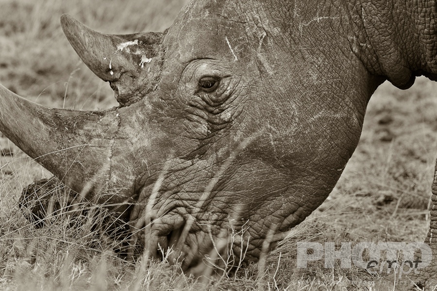 African Safari - Kenya