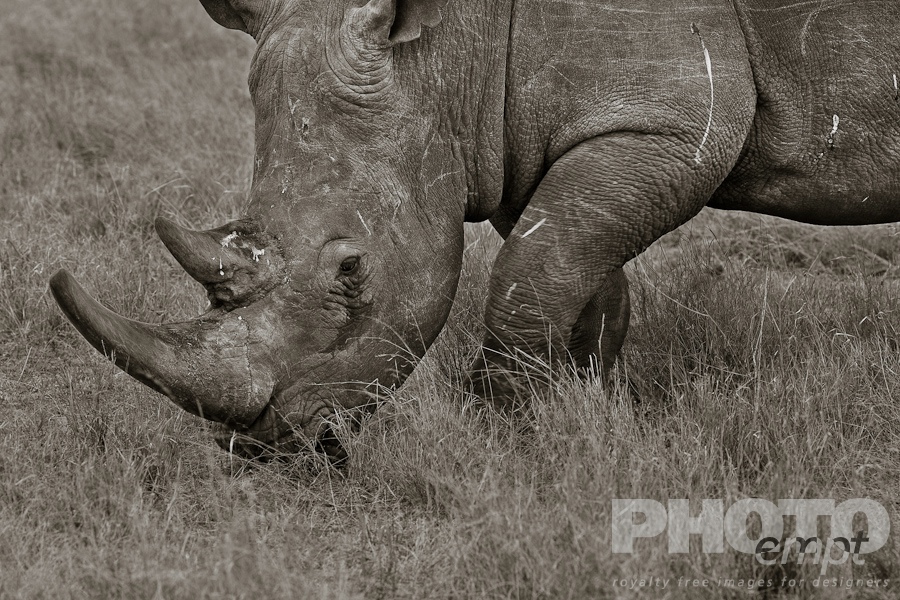 African Safari - Kenya