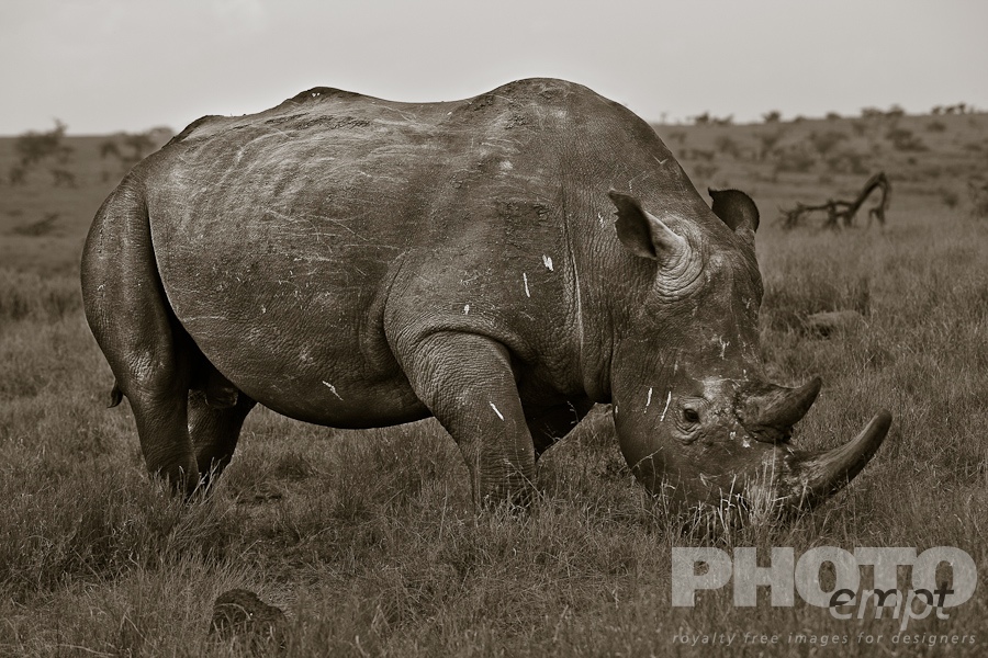 African Safari - Kenya
