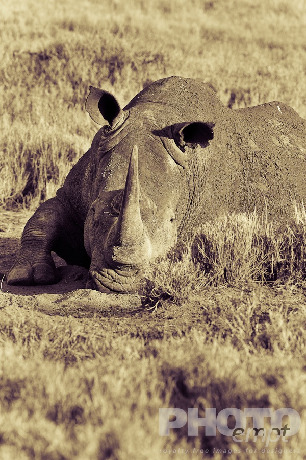 African Safari - Kenya
