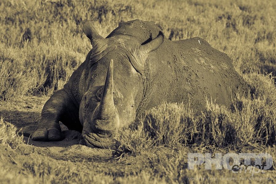 African Safari - Kenya