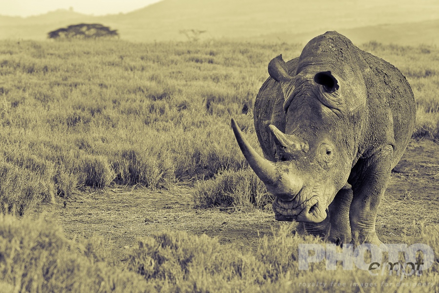 African Safari - Kenya