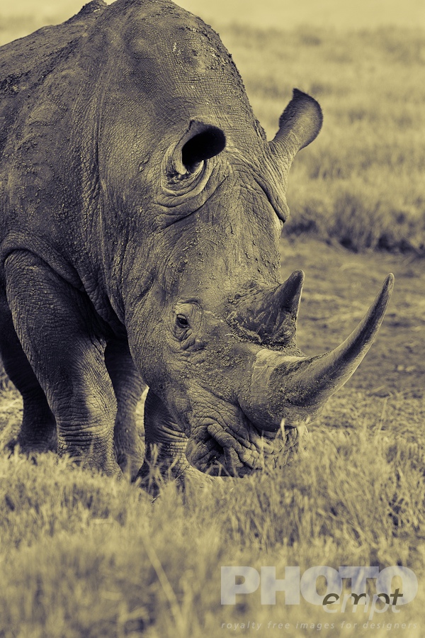 African Safari - Kenya