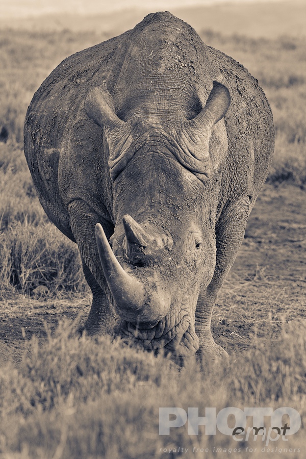 African Safari - Kenya