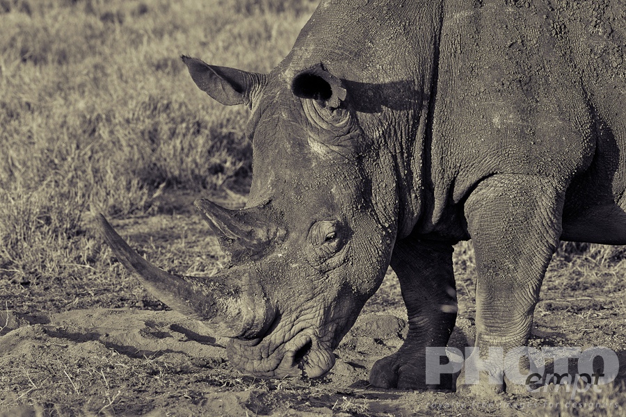 African Safari - Kenya