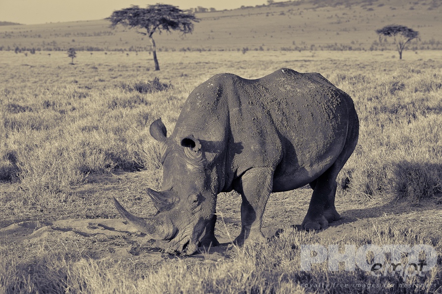 African Safari - Kenya