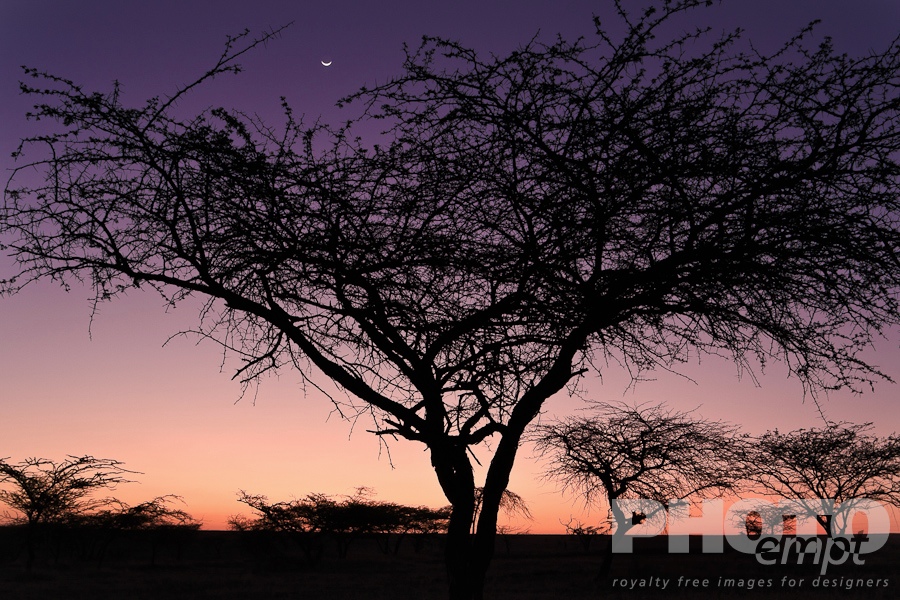 African Safari - Kenya