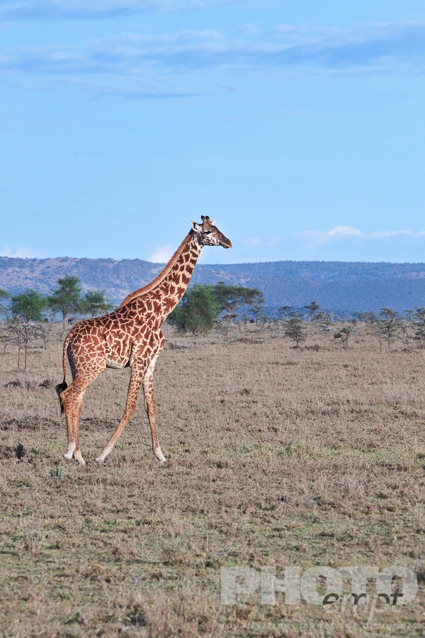 African Safari - Kenya