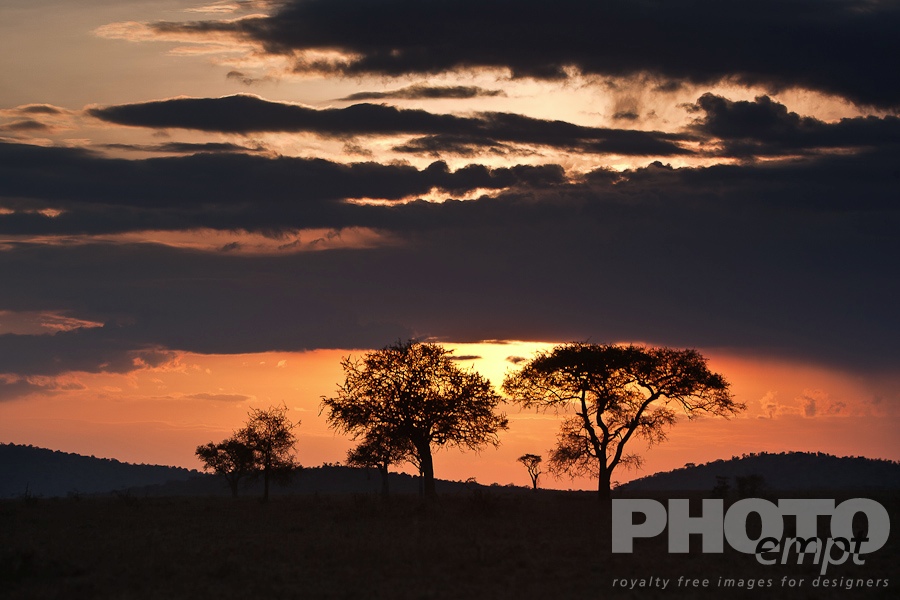 African Safari - Kenya