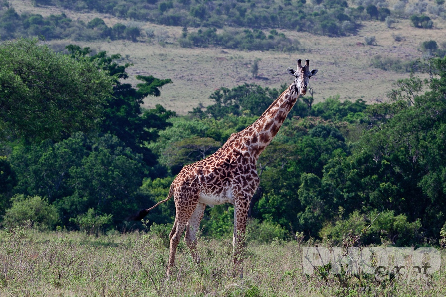 African Safari - Kenya