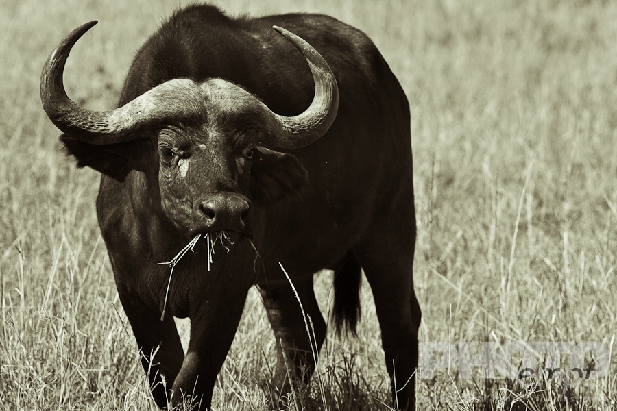 African Safari - Kenya