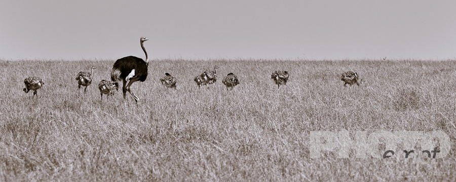 African Safari - Kenya
