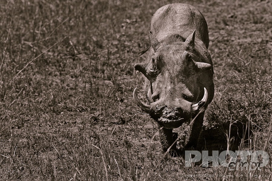 African Safari - Kenya