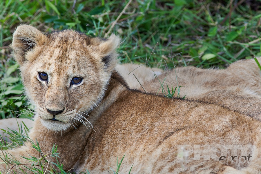African Safari - Kenya