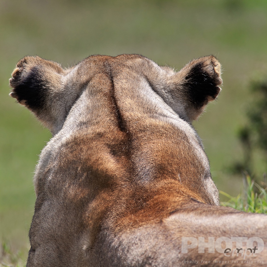African Safari - Kenya