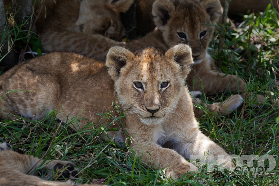 African Safari - Kenya
