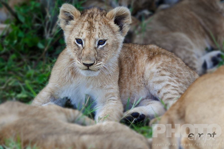 African Safari - Kenya