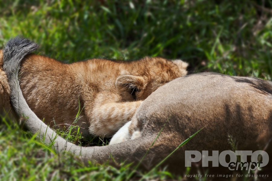 African Safari - Kenya