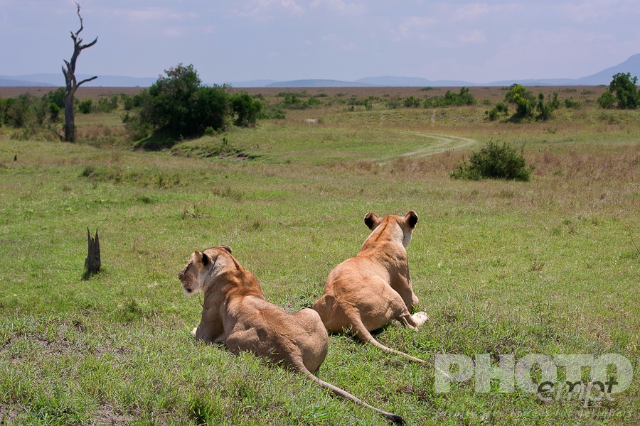African Safari - Kenya