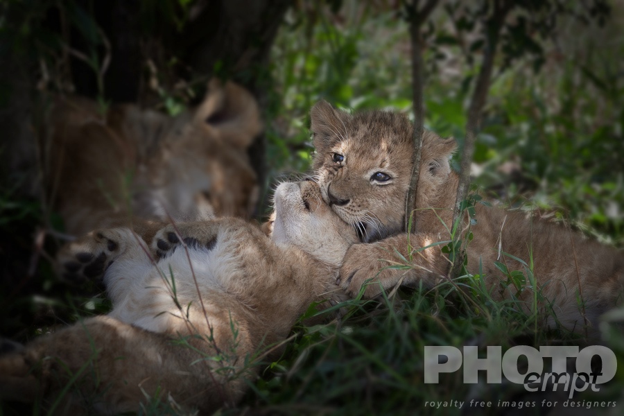 African Safari - Kenya