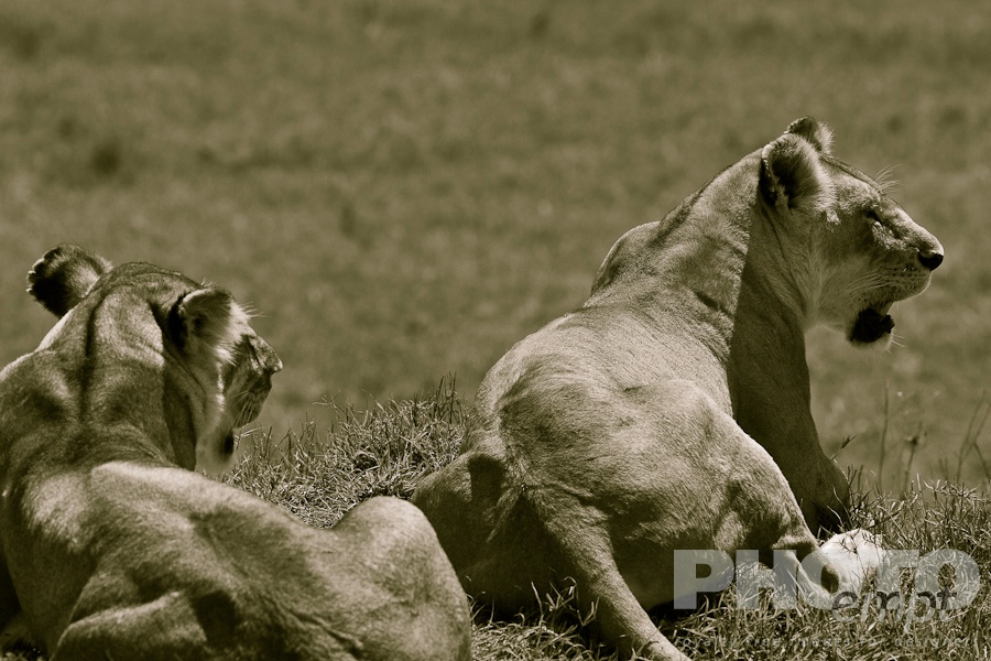 African Safari - Kenya