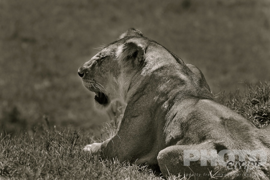 African Safari - Kenya