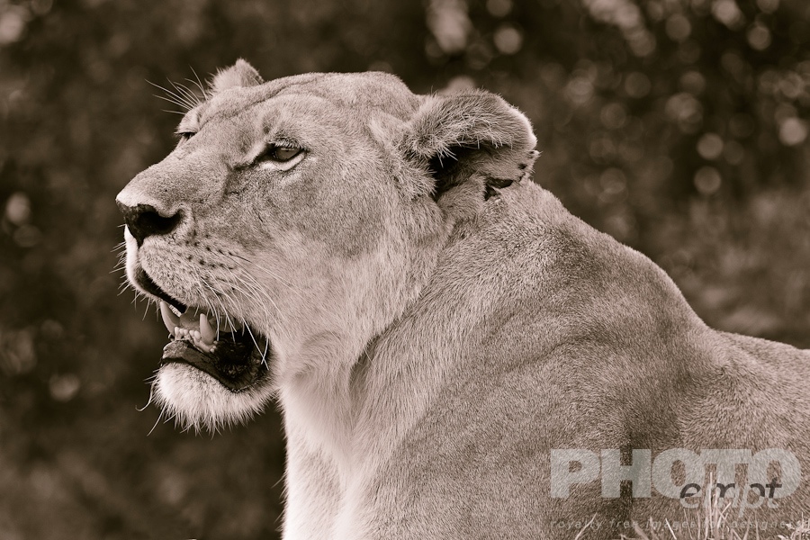 African Safari - Kenya