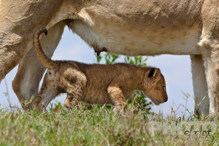 African Safari - Kenya