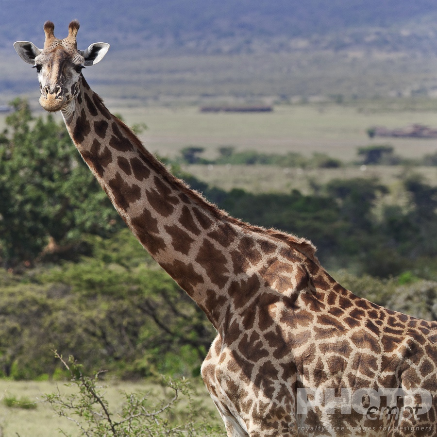 African Safari - Kenya