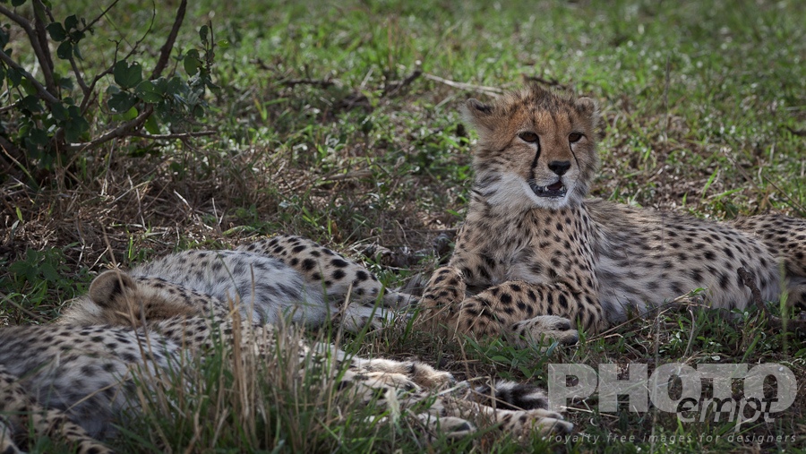 African Safari - Kenya