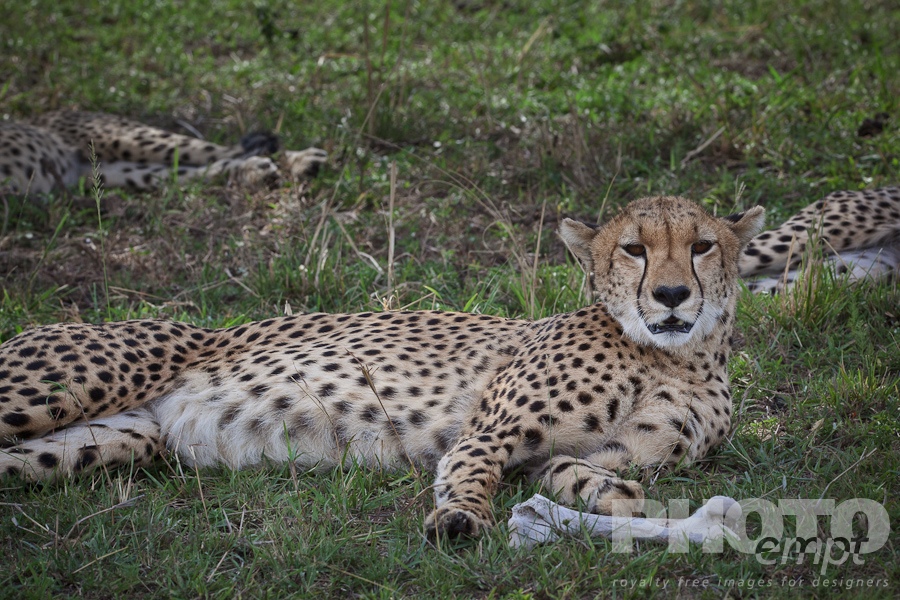 African Safari - Kenya