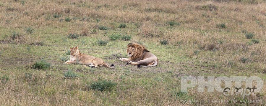African Safari - Kenya