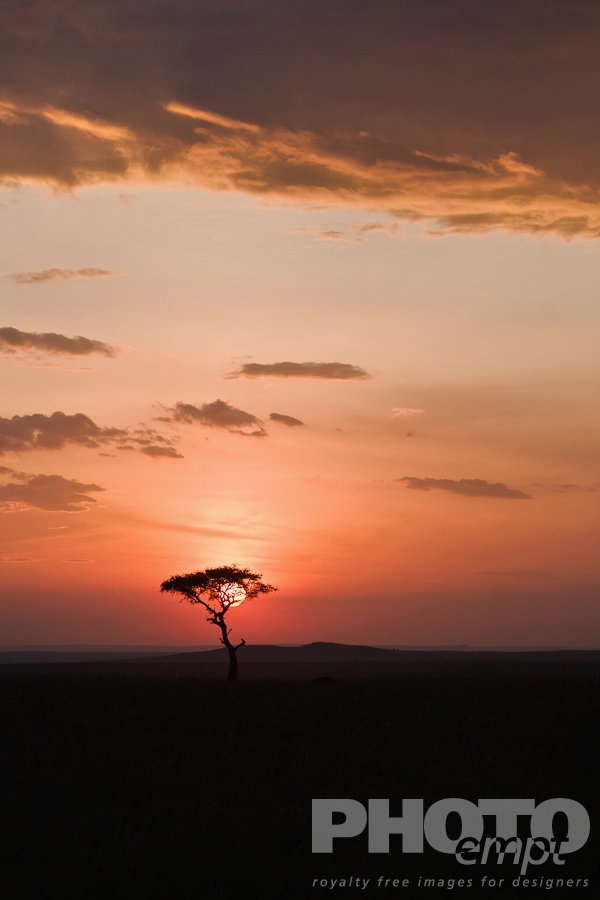 African Safari - Kenya