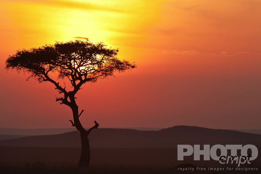 African Safari - Kenya