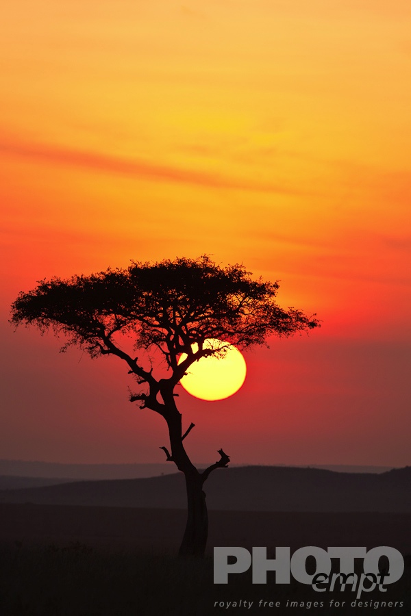African Safari - Kenya