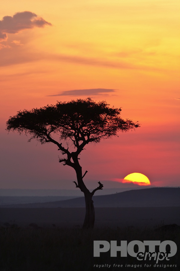 African Safari - Kenya