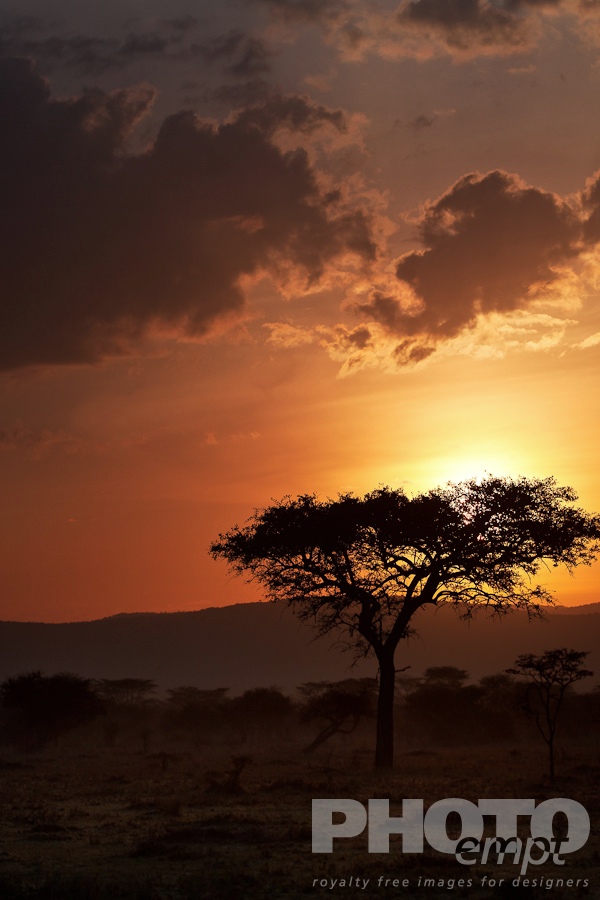 African Safari - Kenya
