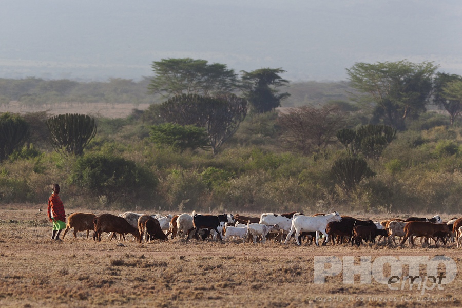 African Safari - Kenya