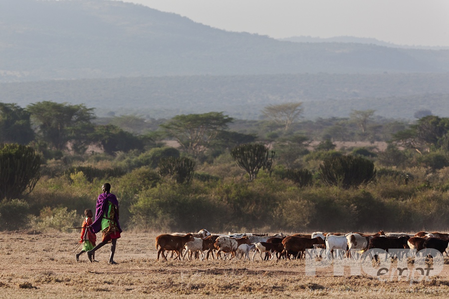 African Safari - Kenya