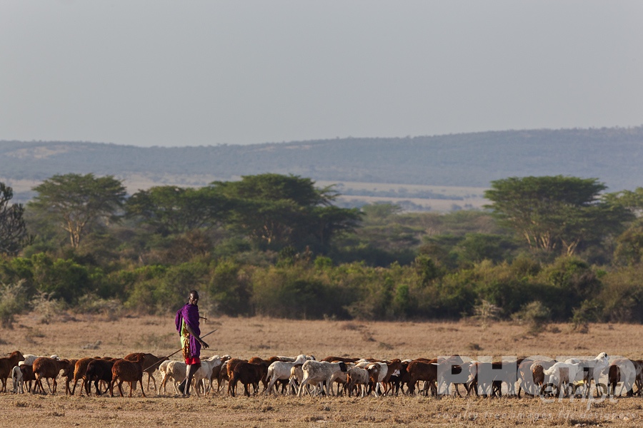 African Safari - Kenya