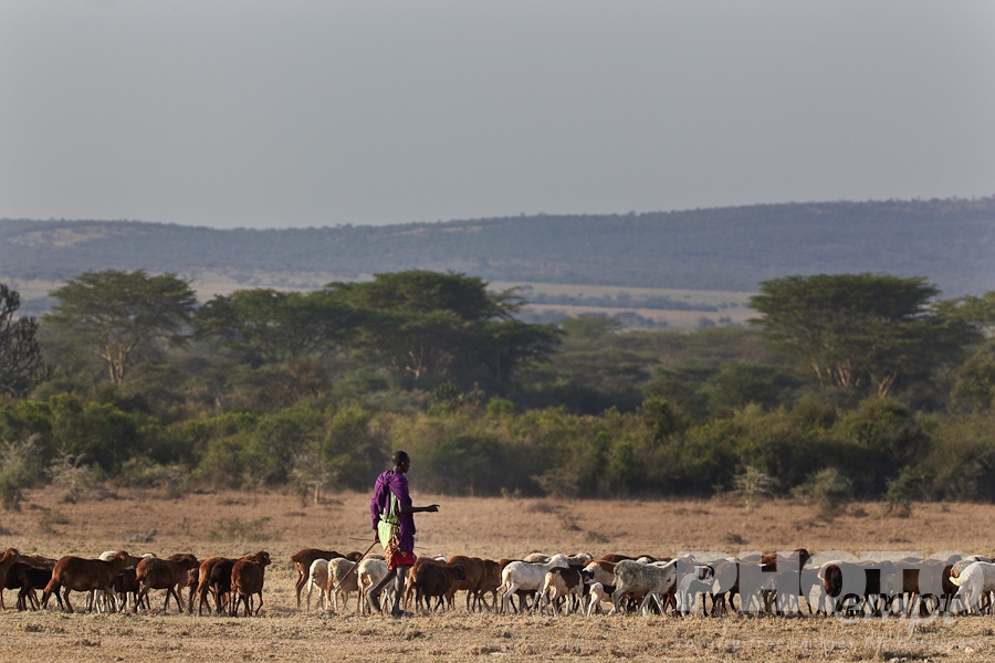 African Safari - Kenya