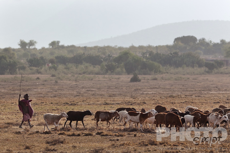 African Safari - Kenya
