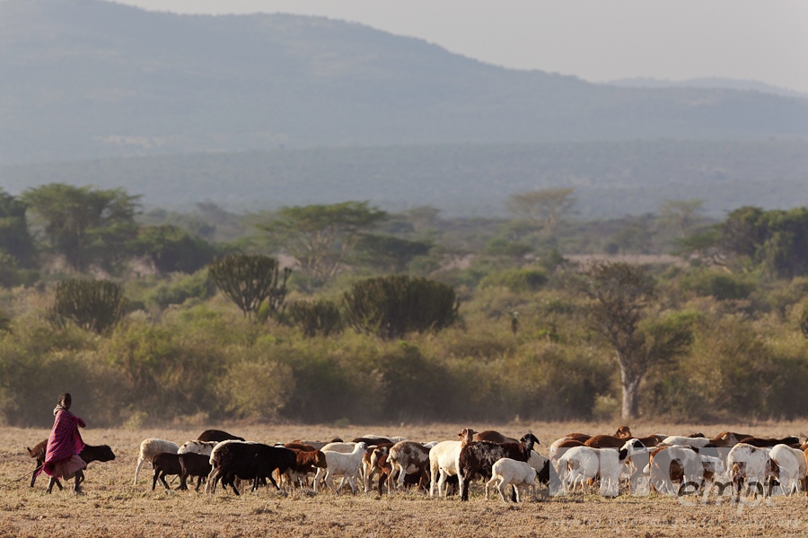 African Safari - Kenya