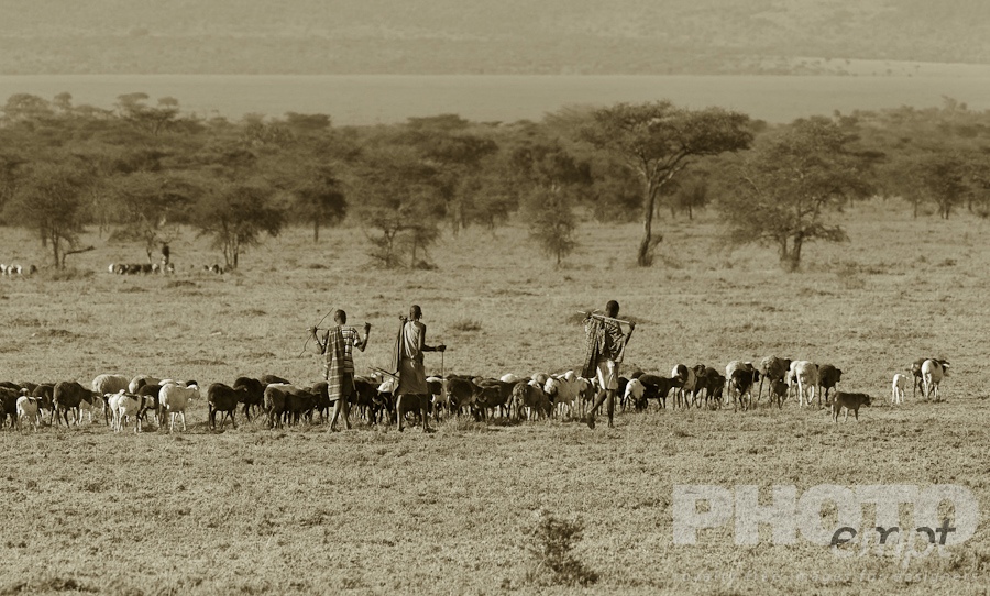 African Safari - Kenya